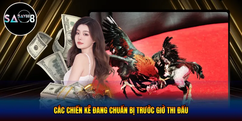 Các chiến kê đang chuẩn bị trước giờ thi đấu