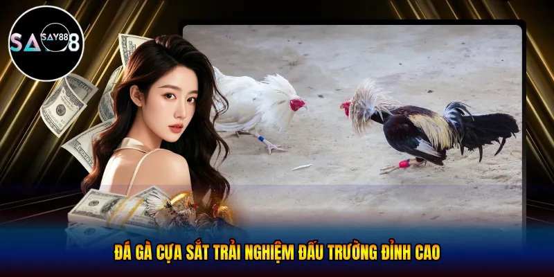 Đá gà cựa sắt - Trải Nghiệm Đấu Trường Đỉnh Cao