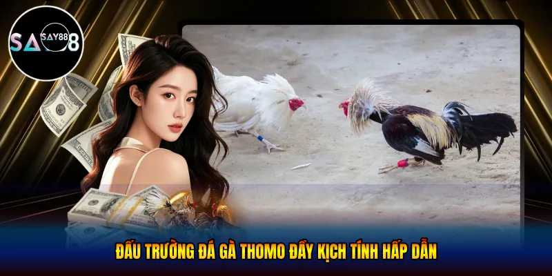 Đấu trường đá gà thomo đầy kịch tính hấp dẫn