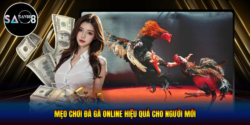 Mẹo chơi đá gà online Hiệu Quả Cho Người Mới