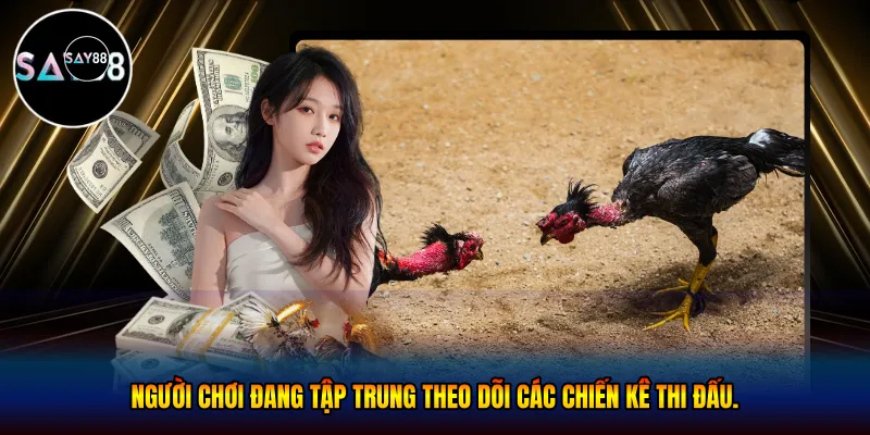 Tập trung theo dõi các chiến kê thi đấu