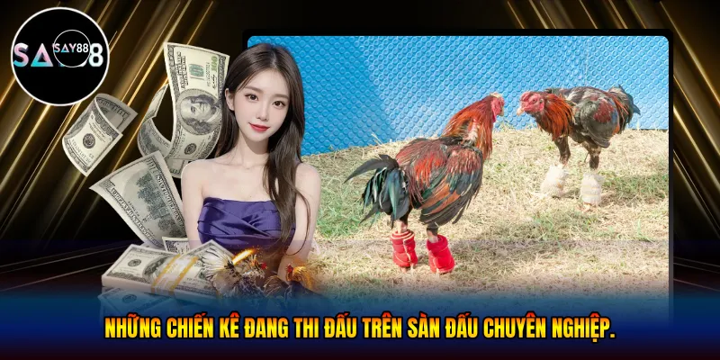 Những chiến kê đang thi đấu trên sàn đấu chuyên nghiệp.