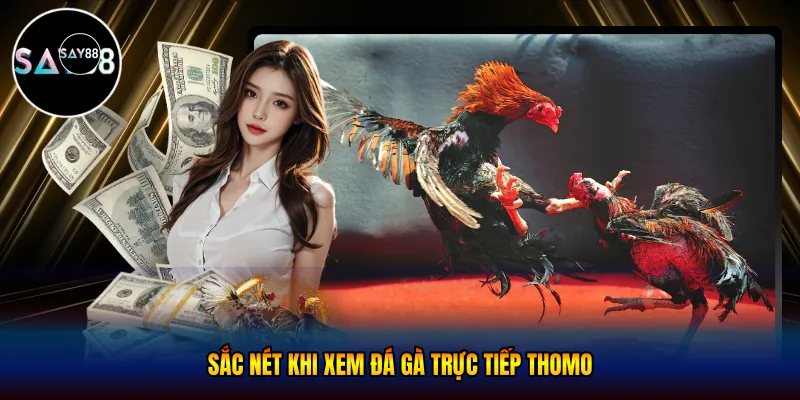 Hình ảnh sắc nét khi xem đá gà trực tiếp thomo