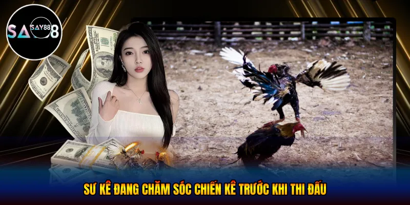 Sư kê đang chăm sóc chiến kê trước khi thi đấu