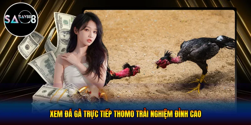 Xem đá gà trực tiếp thomo - Trải Nghiệm Đỉnh Cao